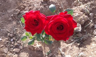 زیبا سازی محوطه دانشگاه با گلهای محمدی 4
