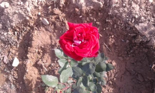 زیبا سازی محوطه دانشگاه با گلهای محمدی 9