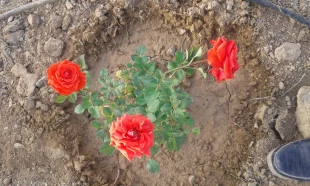 زیبا سازی محوطه دانشگاه با گلهای محمدی 11