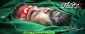شهادت سردار رشید اسلام مدافع حرم شهید حسن صیاد خدایی